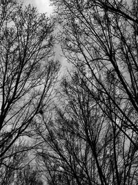 Low angle view of bare trees against sky