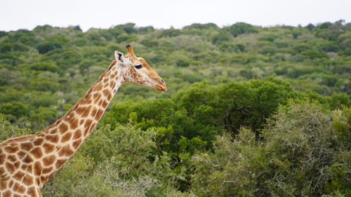 giraffe