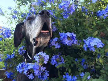 View of a dog