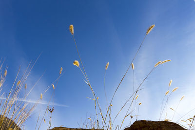 Low angle view of plants on field against blue sky