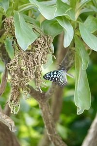 Close-up of butterfly on leaf