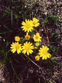 High angle view of yellow crocus flowers