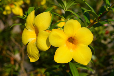Close-up of yellow flowering plant