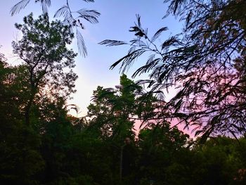 Low angle view of silhouette trees against sky