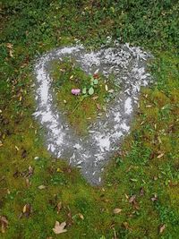 High angle view of moss on grass