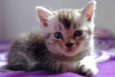 Close-up portrait of kitten