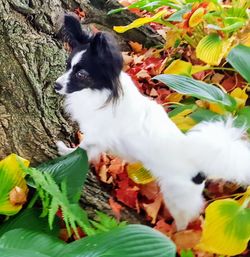 Close-up of dog with flowers