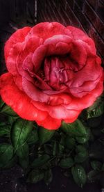 Close-up of red rose