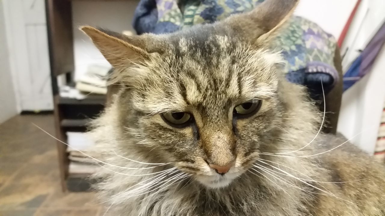 domestic cat, pets, domestic animals, animal themes, one animal, cat, indoors, whisker, mammal, feline, portrait, looking at camera, close-up, animal head, home interior, focus on foreground, relaxation, animal eye, no people