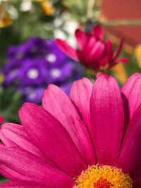 Close-up of pink flower blooming outdoors