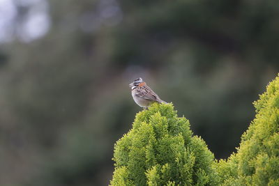 Close-up of bird perching on tree