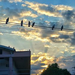 Silhouette birds flying against sky