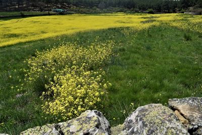 Scenic view of grassy field