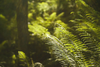 Close-up of fern leaves