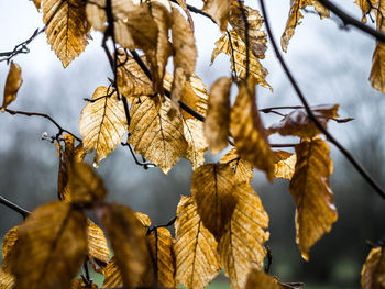Low angle view of autumnal leaves against tree
