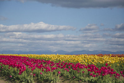 View of flowers growing in field against sky