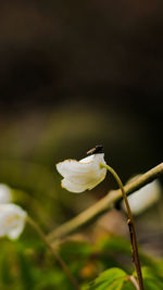 Close-up of white rose flower