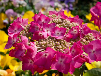 Close-up of pink flowering plants