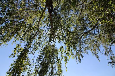 Low angle view of tree in forest against sky