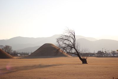 Bare tree on field against clear sky