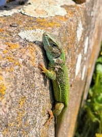 Close-up of lizard on tree trunk