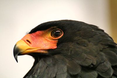 Close-up of bird