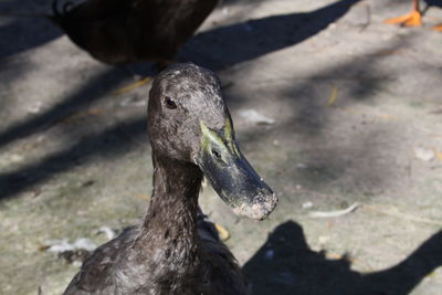 Close-up of a bird