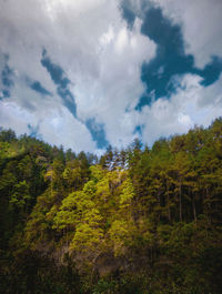 Low angle view of trees against sky