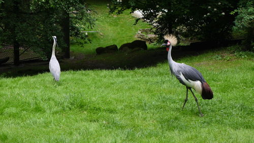 View of bird in field