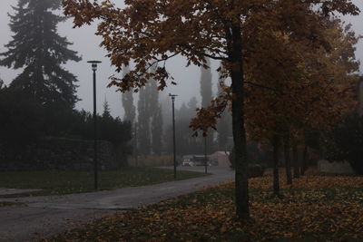 Trees against sky during autumn