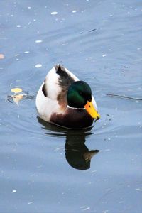 High angle view of duck swimming in lake