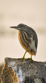 Close-up of bird perching on rock