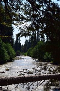 Stream flowing through forest