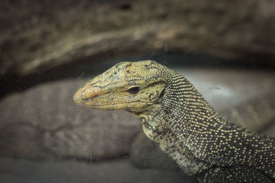 Close-up of lizard