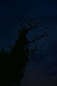 Low angle view of silhouette tree against sky at night