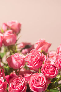 Close-up of roses