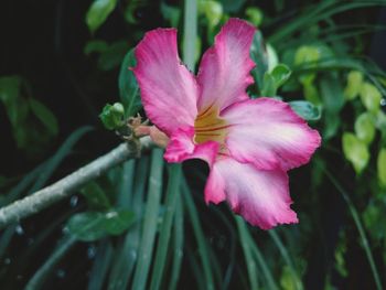 Close-up of pink flower blooming outdoors