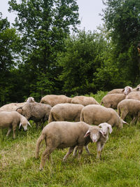 Sheep grazing in a field