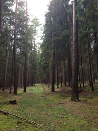 Trees in forest