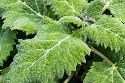 Close-up of leaves