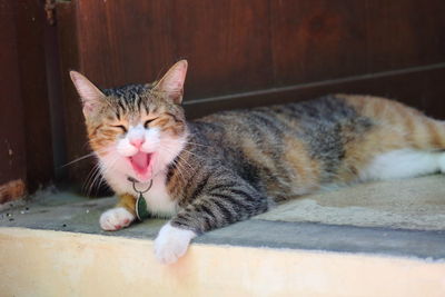 Close-up portrait of cat