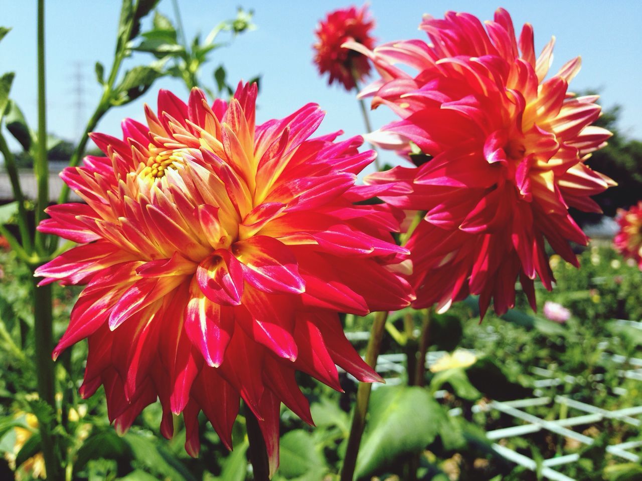 flower, freshness, petal, fragility, flower head, red, growth, beauty in nature, focus on foreground, close-up, blooming, plant, nature, pollen, in bloom, day, single flower, no people, park - man made space, blossom