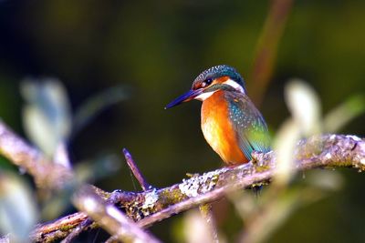 Close-up of bird perching on branch