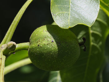 Close-up of fruit growing on plant