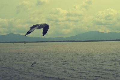 Bird flying over sea against sky