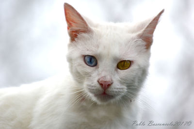 Close-up portrait of white cat