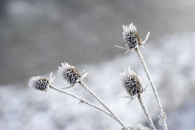 Close-up of wilted plant