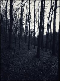 Trees in forest against sky