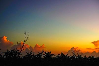 Silhouette plants against sky during sunset