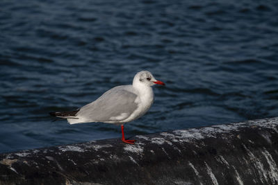 Seagull perching on rock